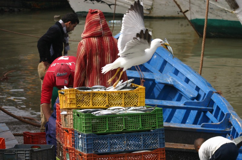 essaouira 5